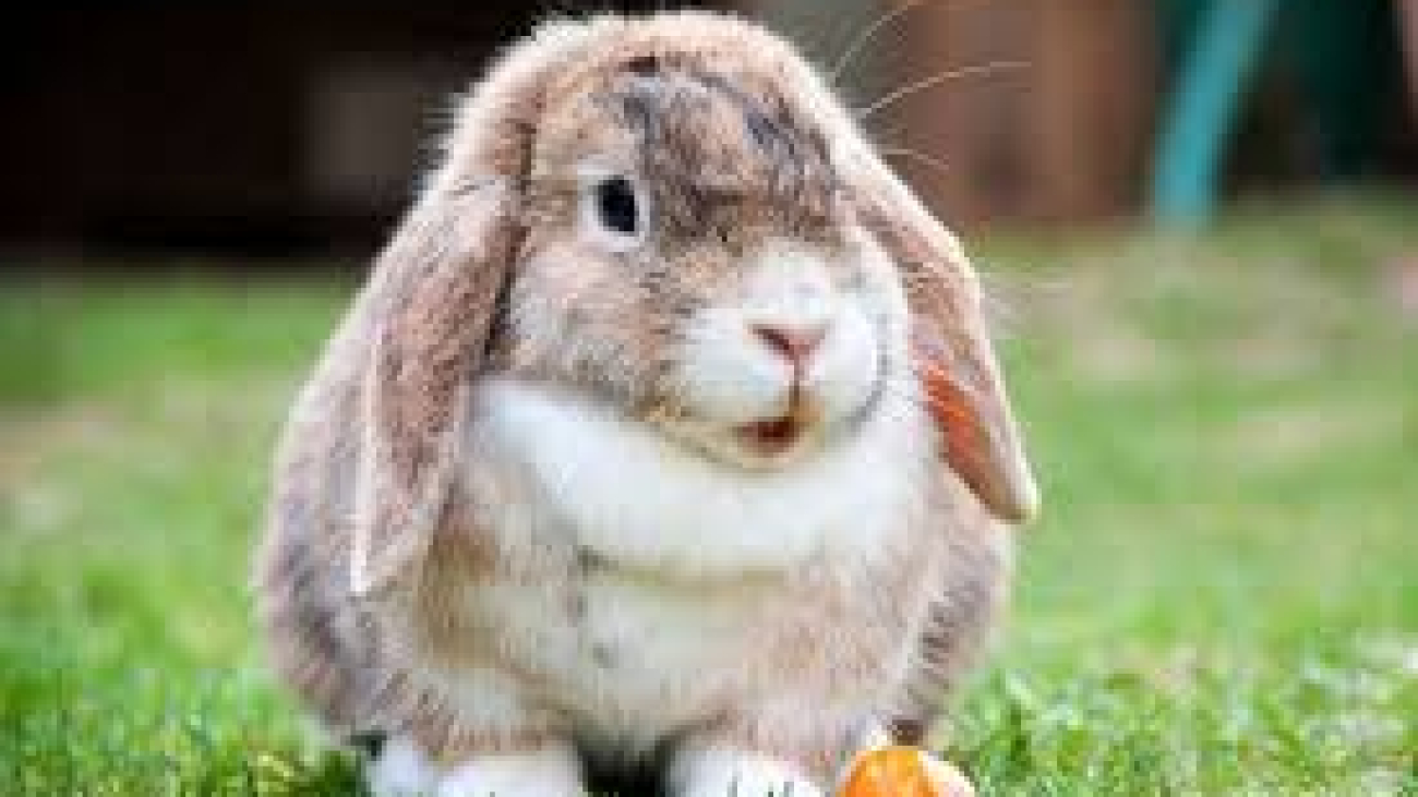 rabbits