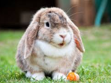 rabbits