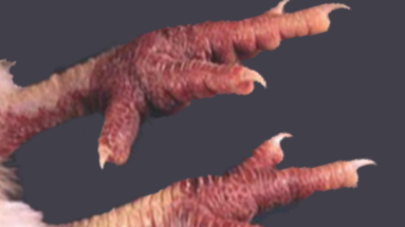 ไข้หวัดนก