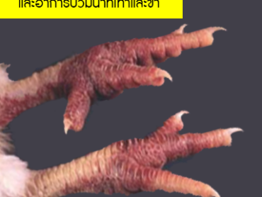 ไข้หวัดนก