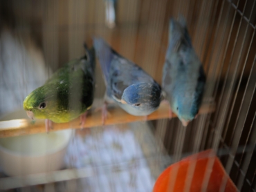 PBFD โรคไวรัสปากและขน