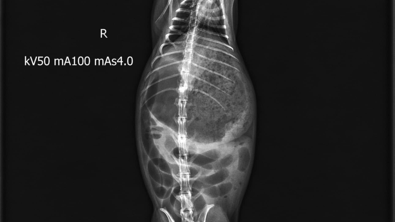 vtz_gut_2_2025n