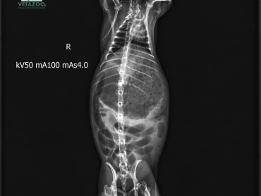 vtz_gut_2_2025n