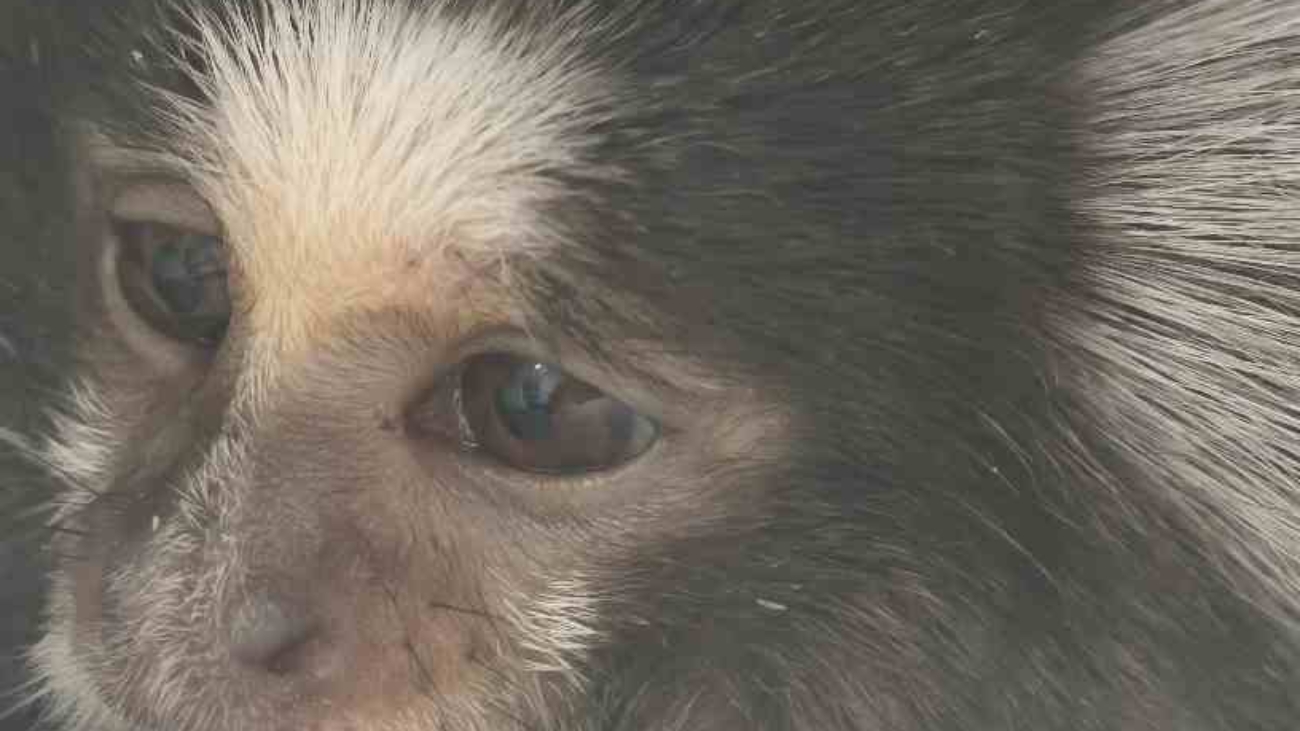 marmoset